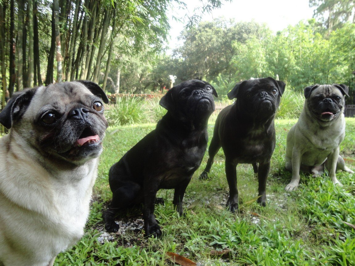 Our four Pug brothers The Pug brothers of Eclectic-ware